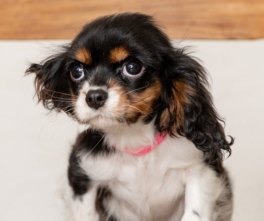What Should You Prepare for Your Cavalier King Charles Spaniel Puppy?