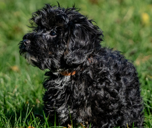 What are the Different Cavapoo Coat Colors and Patterns