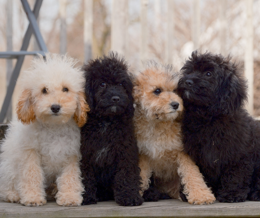 Goldendoodle-Puppies-For-Sale-Indiana