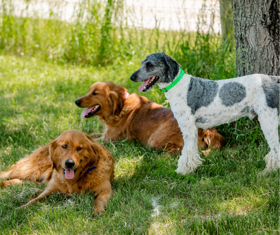 Puppies-For-Sale-Indiana
