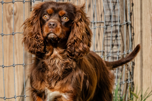 Chocolate-Cavalier