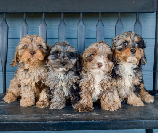 Doodle-Puppies-For-Sale-Indiana
