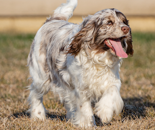 What is the Difference Between a King Charles Spaniel and a Cavalier King Charles Spaniel?