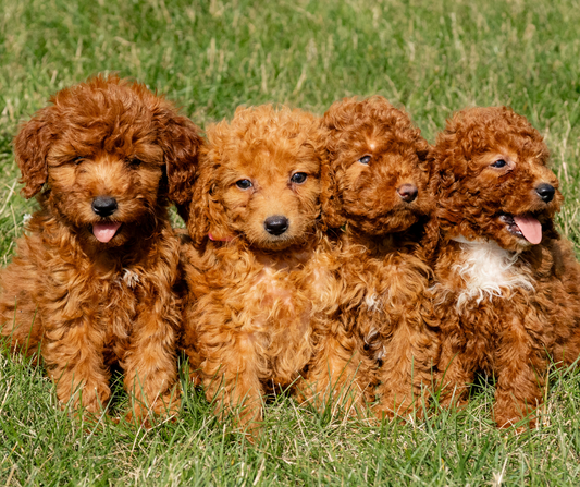 What is the Importance of Dog Socialization?