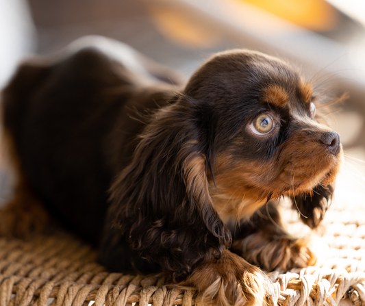 Chocolate-Cavalier-Puppy