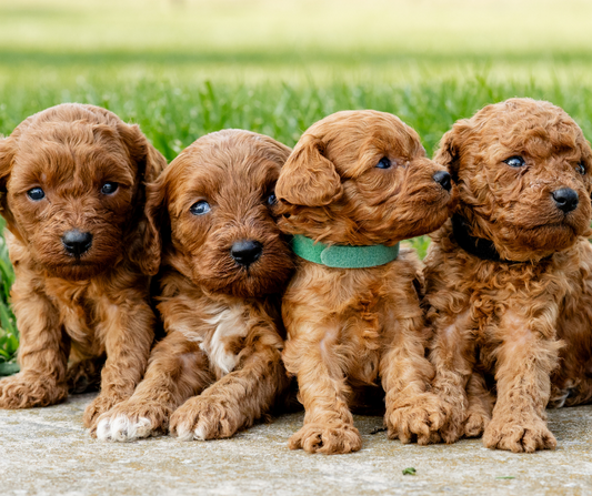 What is the Temperament of a Cavapoo?