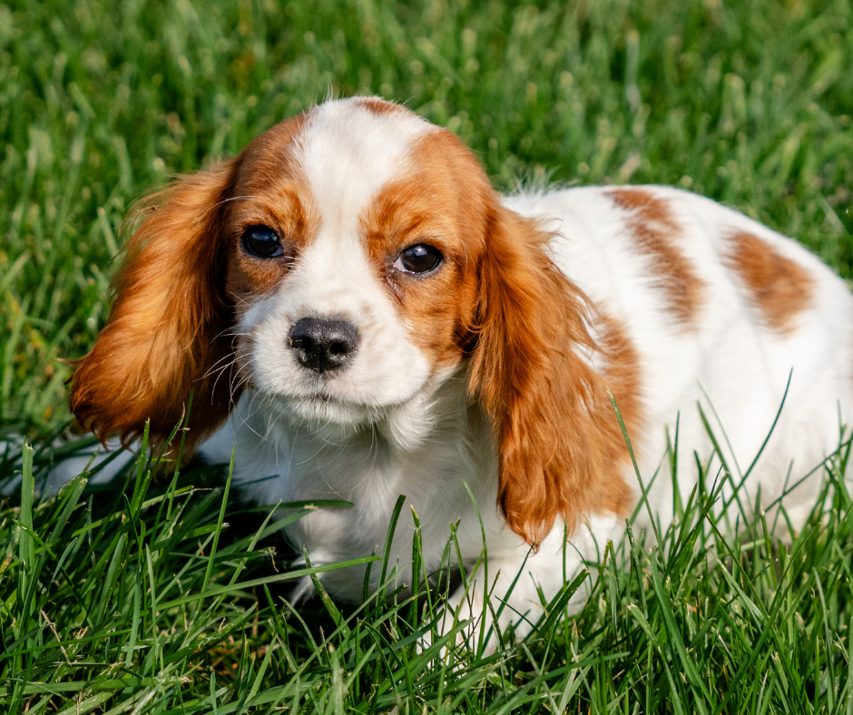 What to Do When Your Dog Has Allergies?