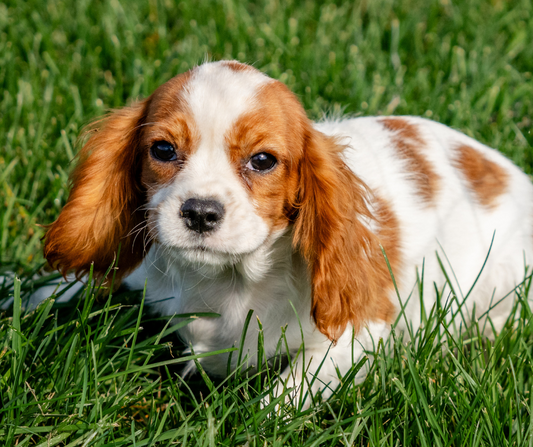 What to Do When Your Dog Has Allergies?