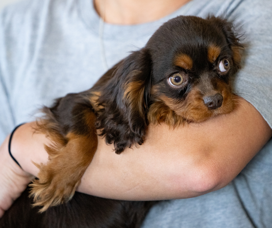 Cavalier-King-Charles-Spaniel-Breder