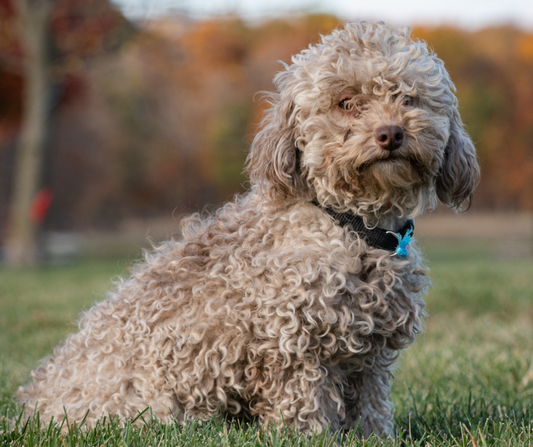 Goldendoodle-Puppies