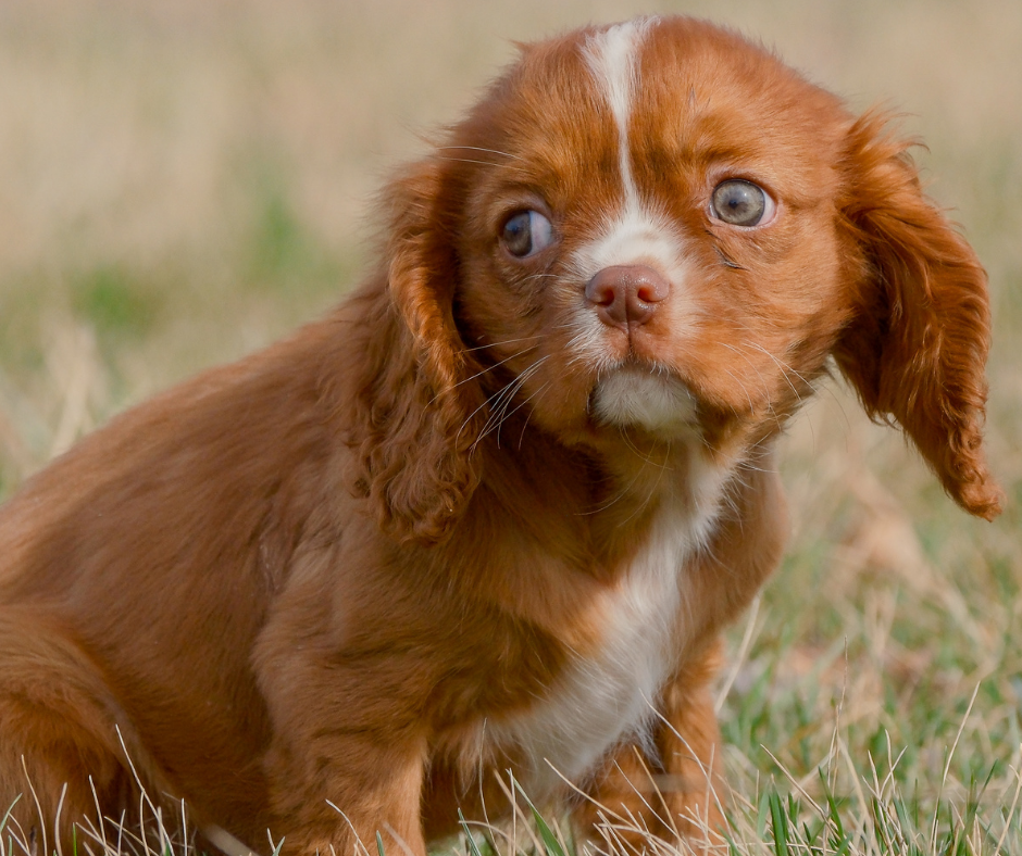 Why Choose a Chocolate Cavalier King Charles Spaniel as Your Canine Companion