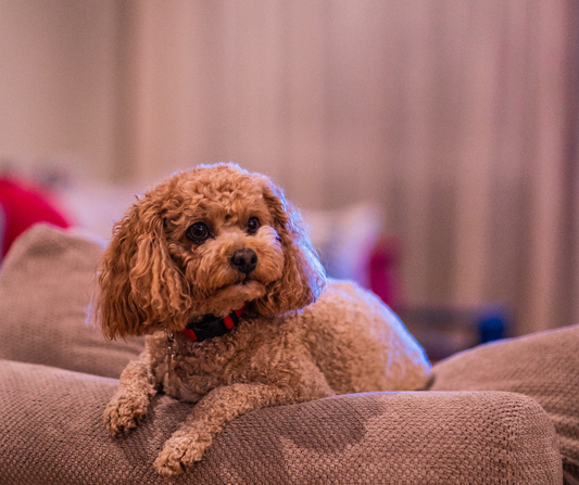 Why Socialization is Important for Cavapoos?