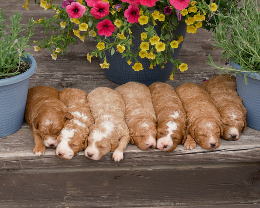 Cavapoo-Breeder-Indiana