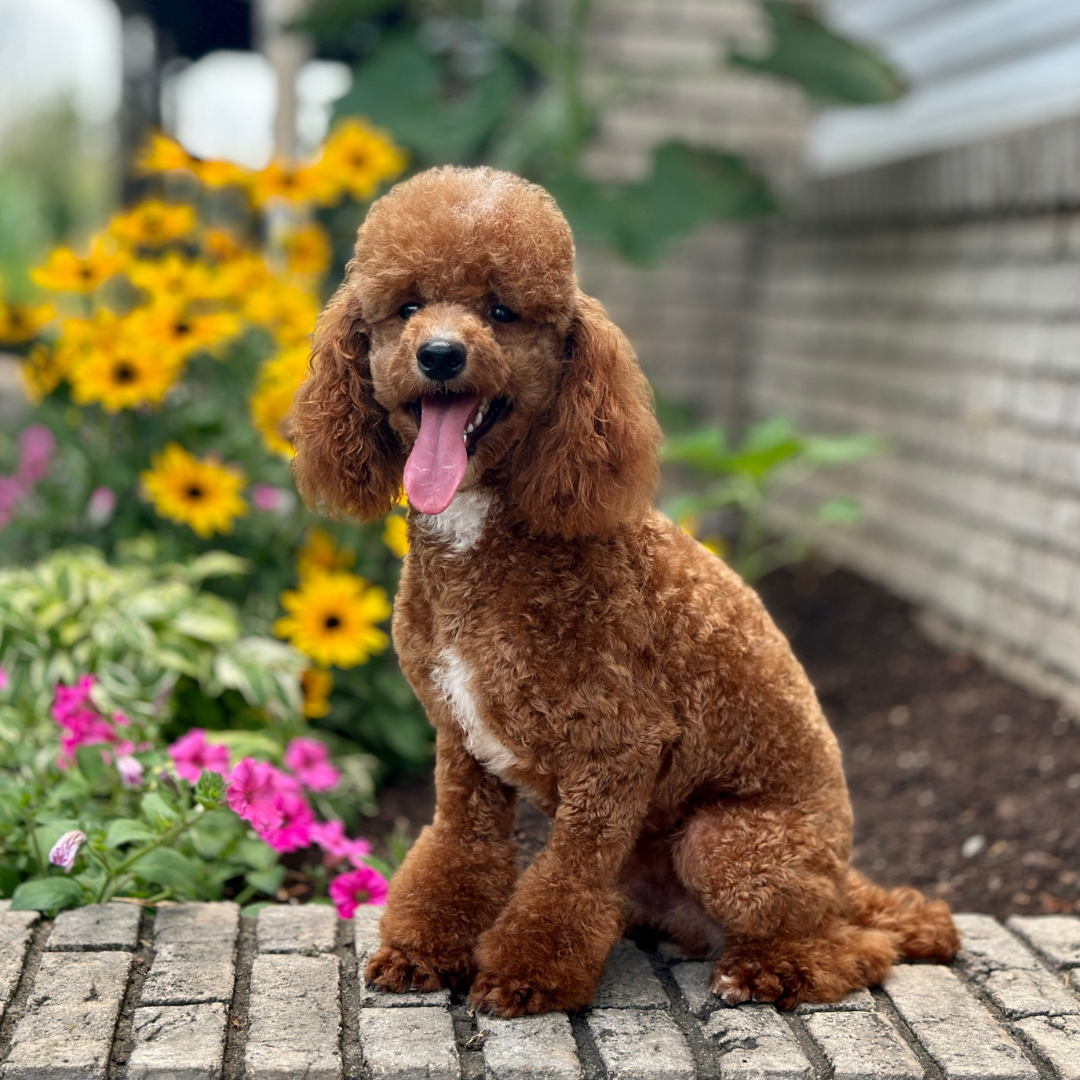 Poodle