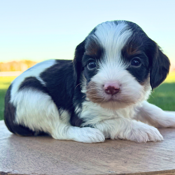 Chocolate-Cavapoo-Puppy