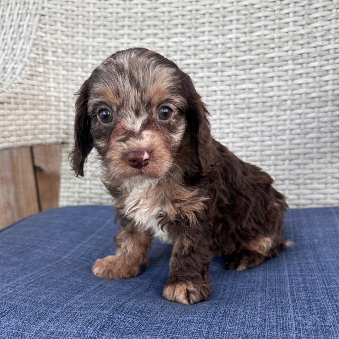 Chocolate-Merle-Cavapoo