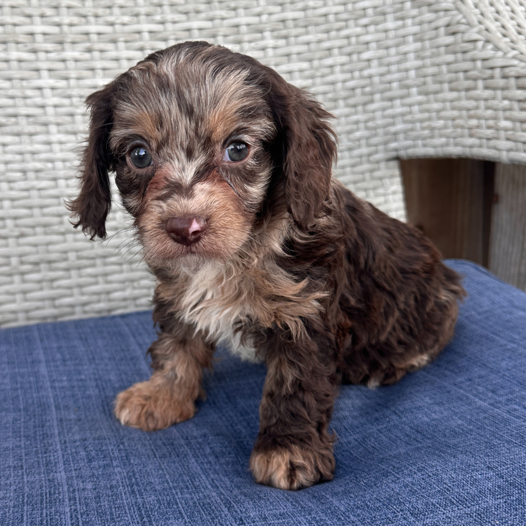 Chocolate-Merle-Cavapoo