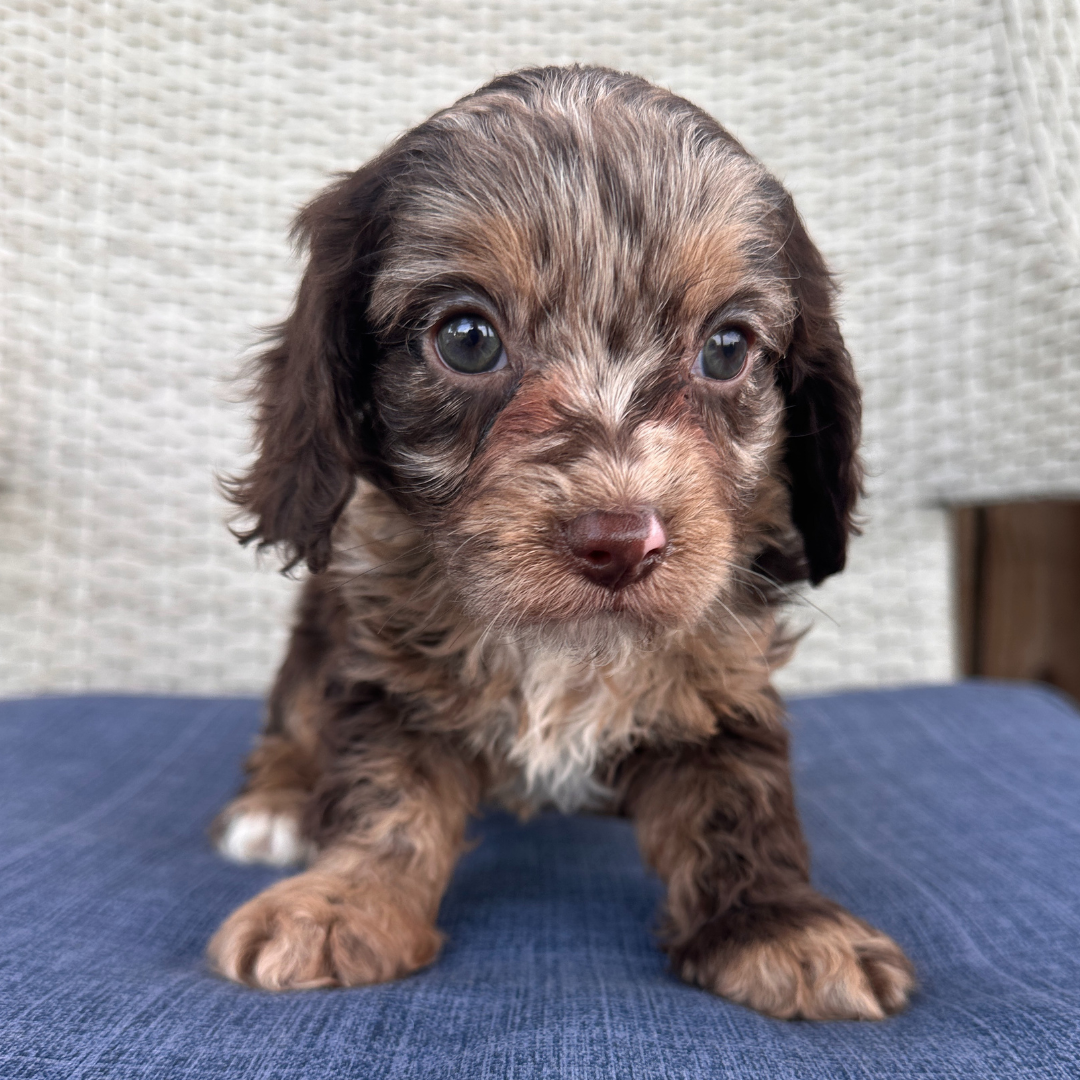 Chocolate-Merle-Cavapoo