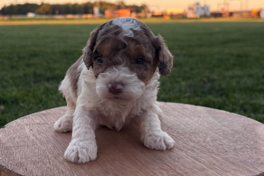 Chocolate-Merle