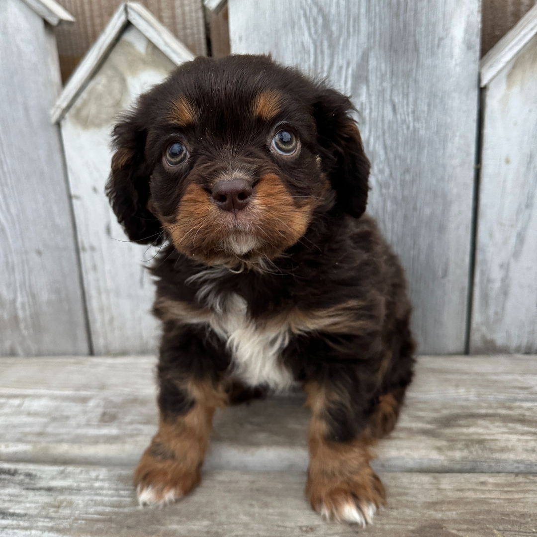 Chocolate-Cavalier-Puppies