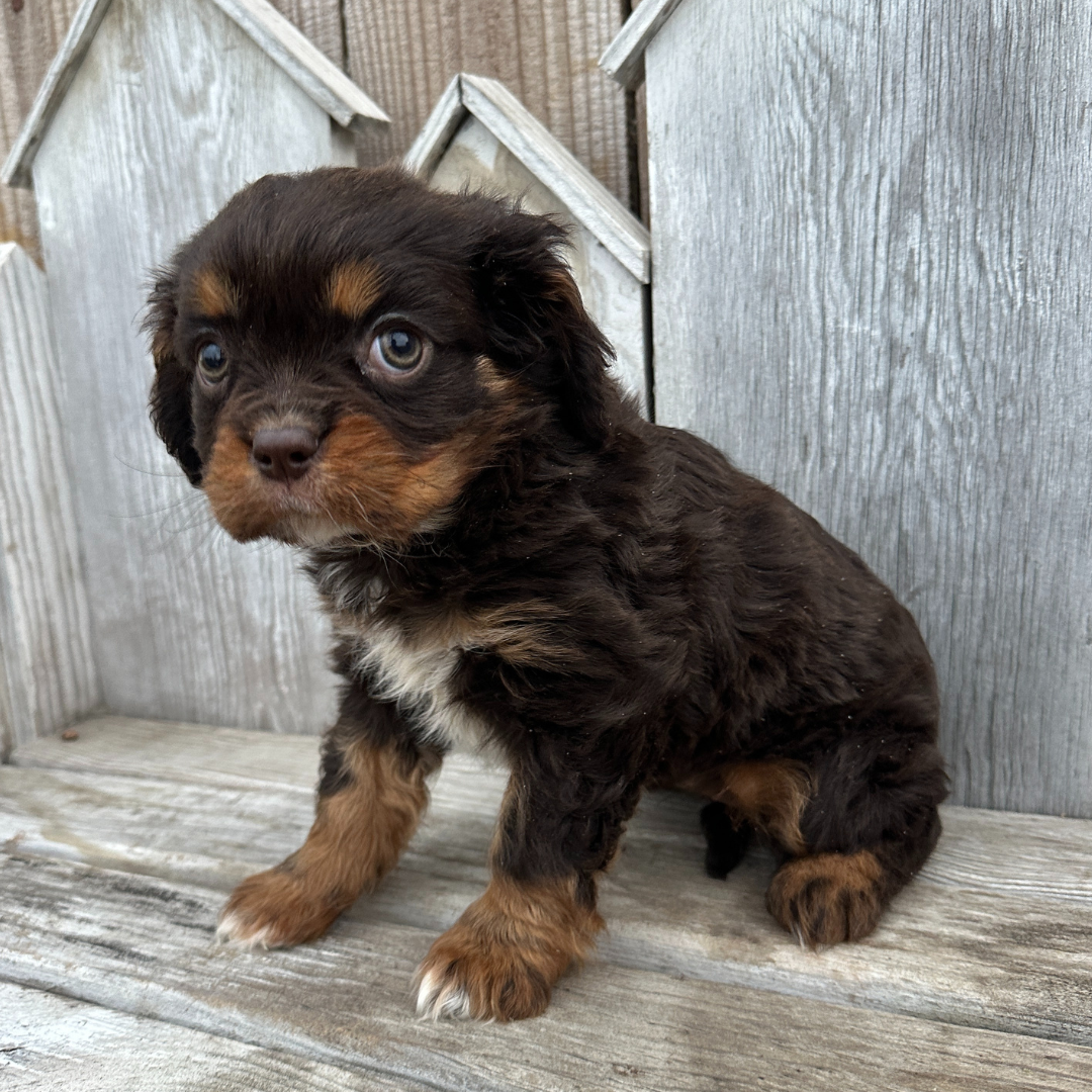 Chocolate-Cavalier-Puppies