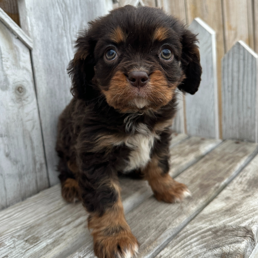 Chocolate-Cavalier-Puppies