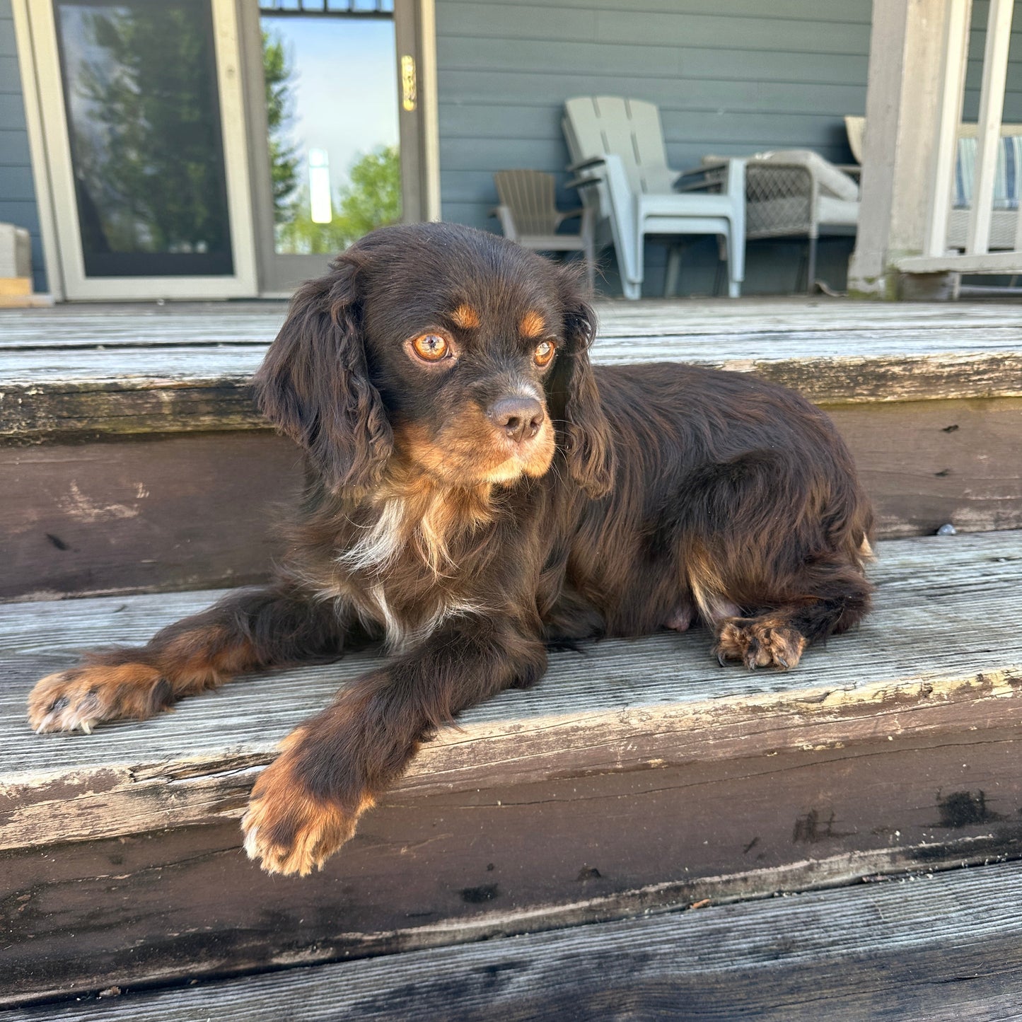 King Charles Cavalier Spaniel lying on a wooden deck with a house in the background