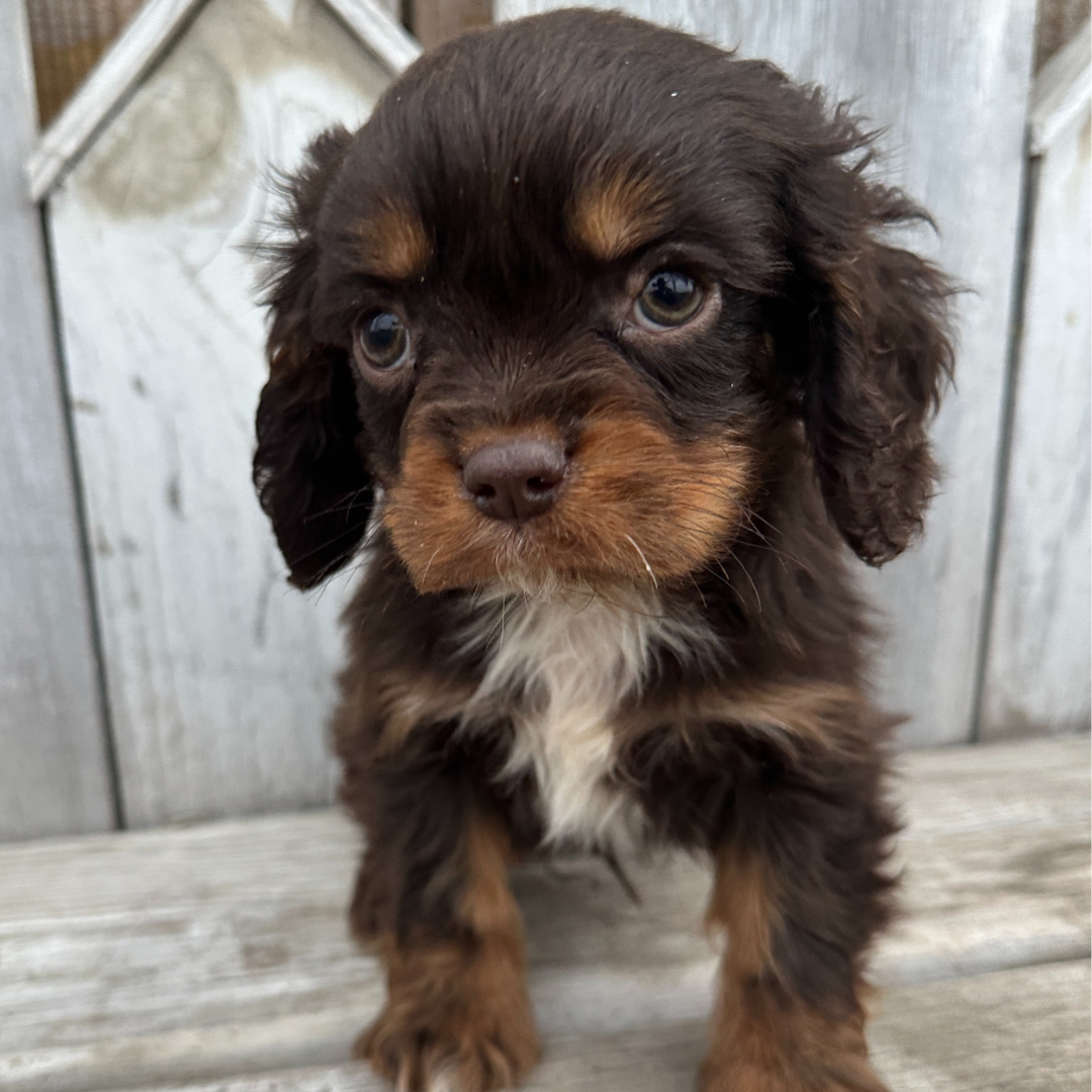 Chocolate-Cavalier-Puppies