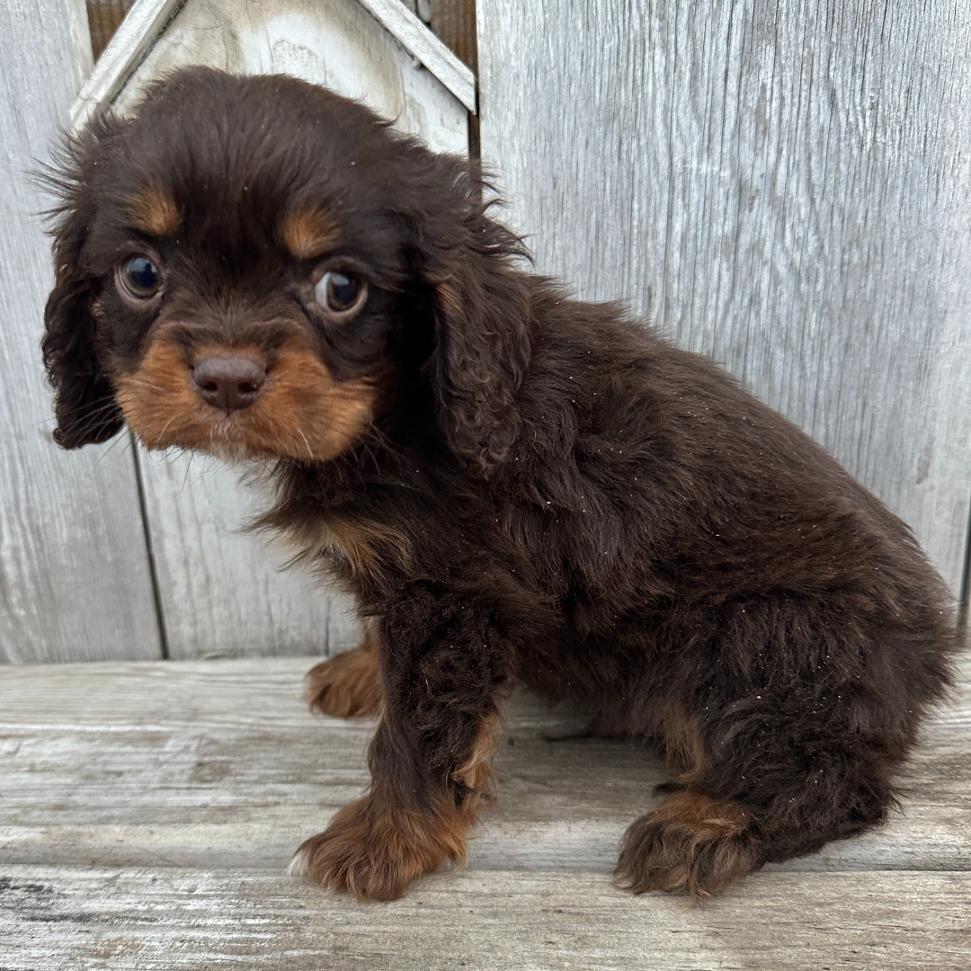 Chocolate-Cavalier-Puppies