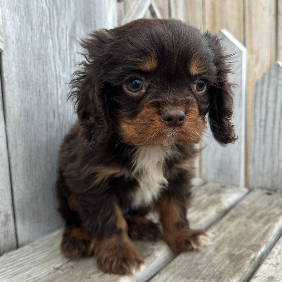 Chocolate-Cavalier-Puppies