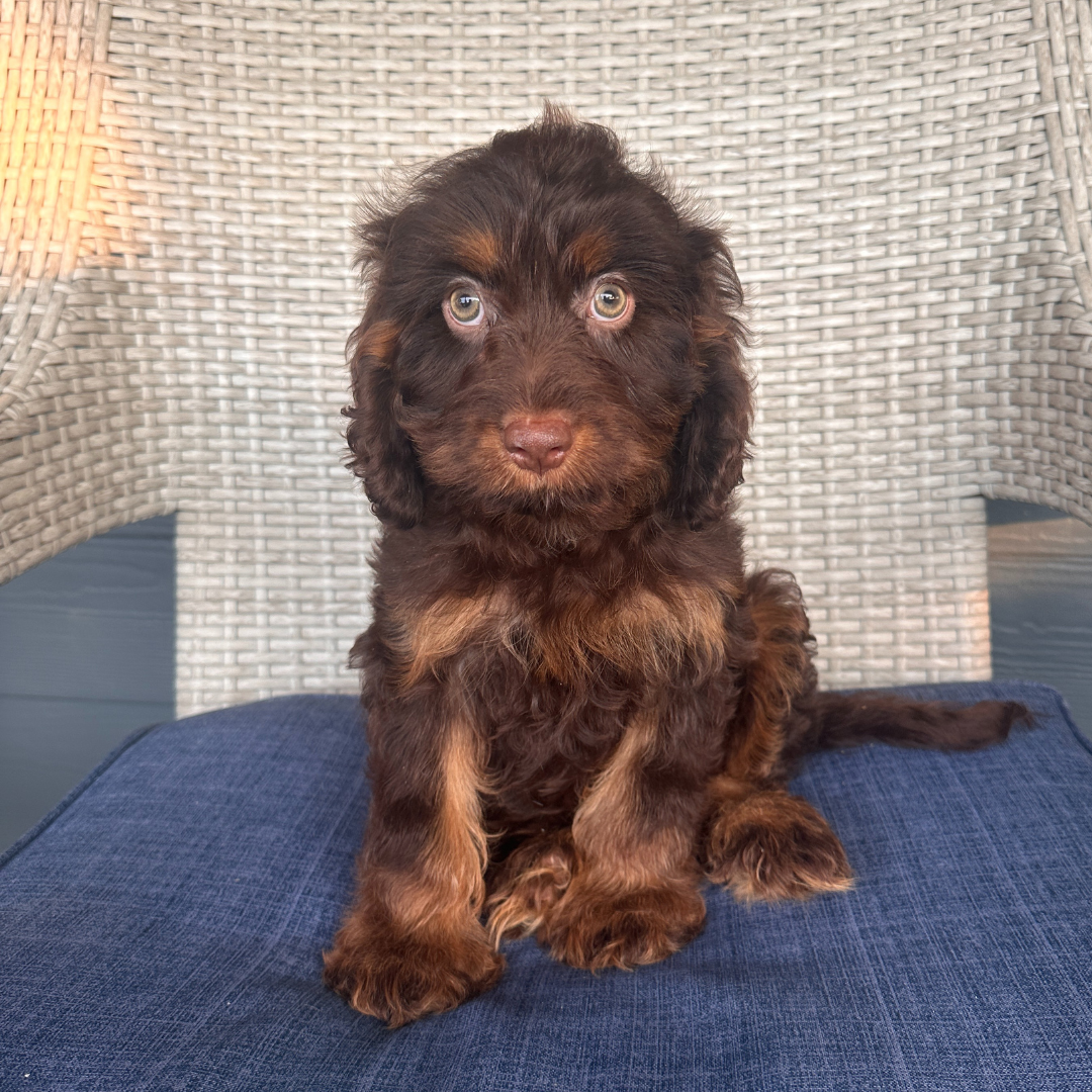 Chocolate-Cavapoo