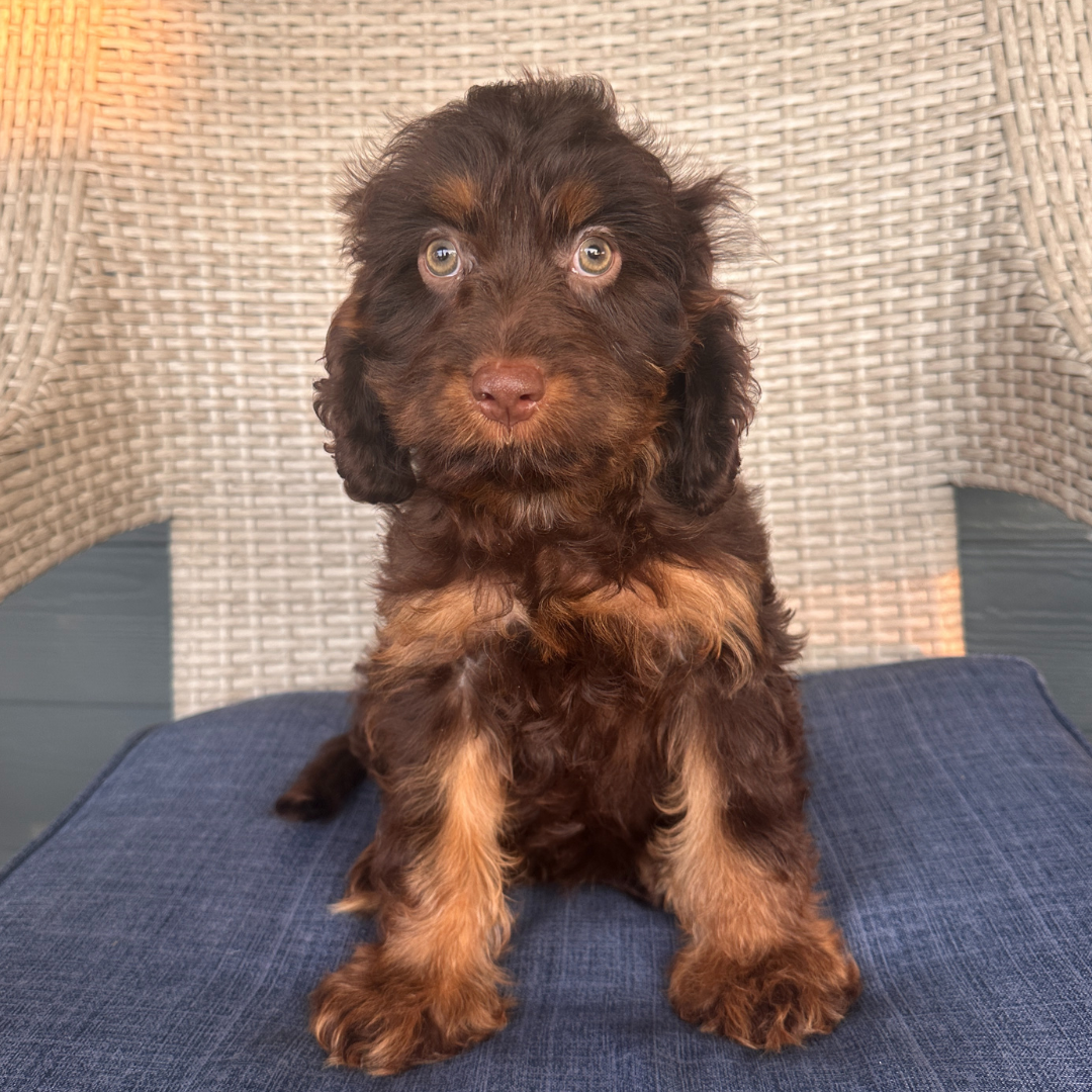 Chocolate-Cavapoo