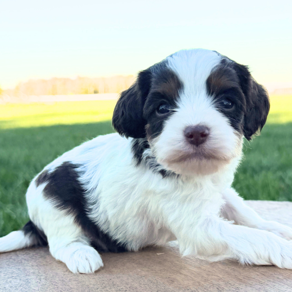 Cavapoo-Breeder-Indiana