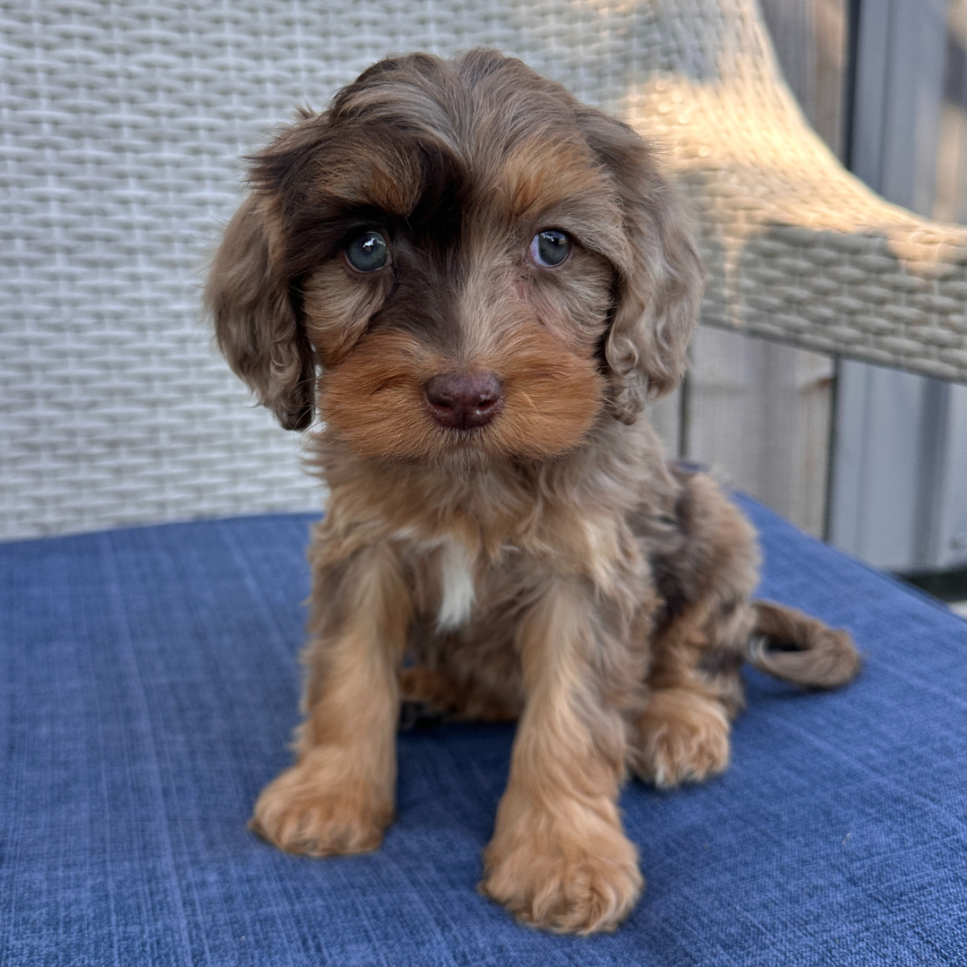 Chocolate-Merle