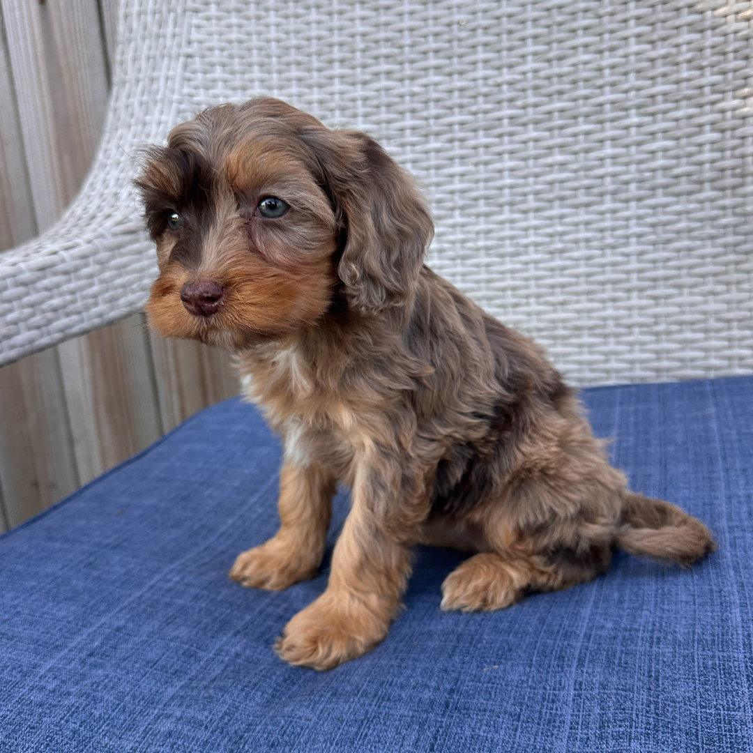 Chocolate-Merle