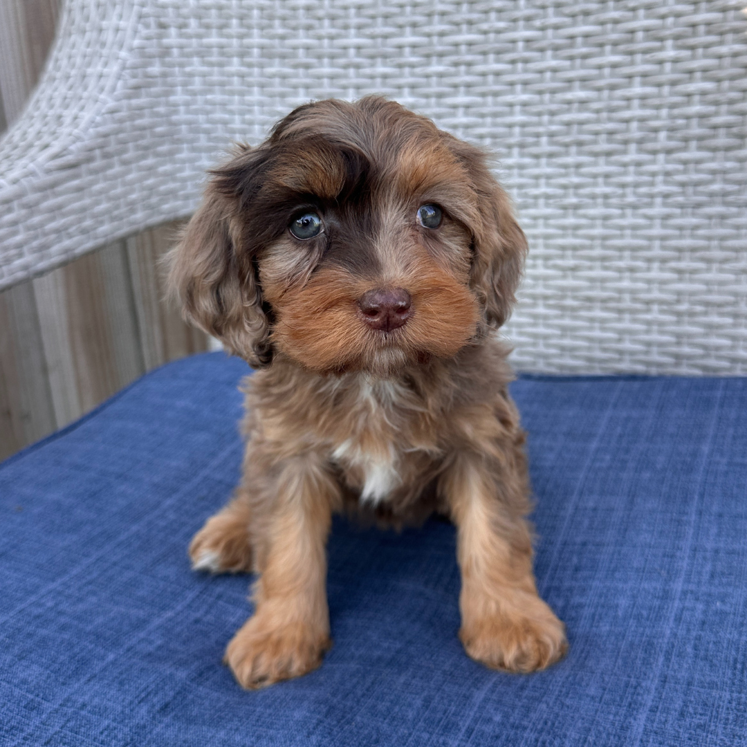 Chocolate-Merle