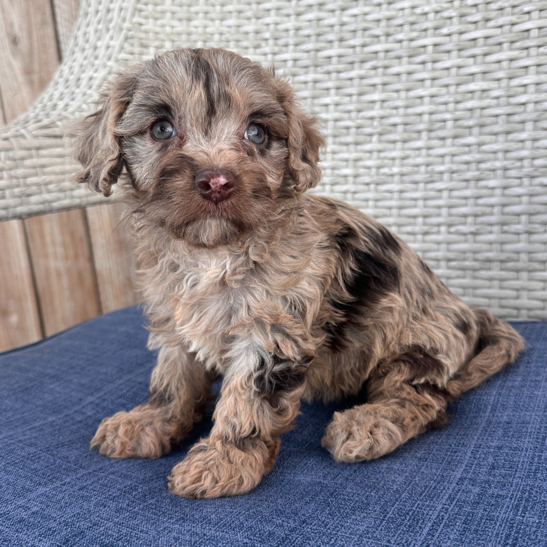 Chocolate-Cavapoo