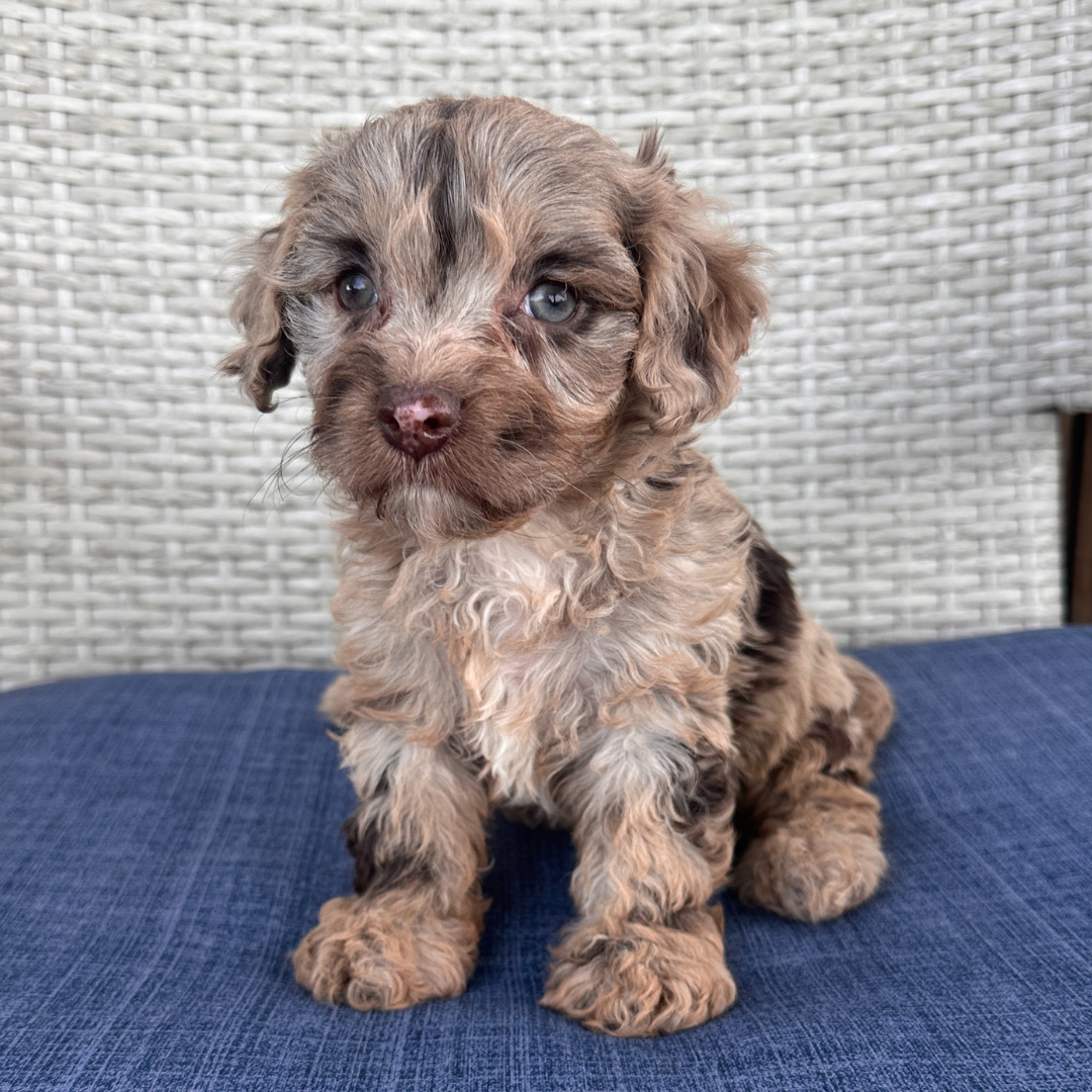 Chocolate-Cavapoo