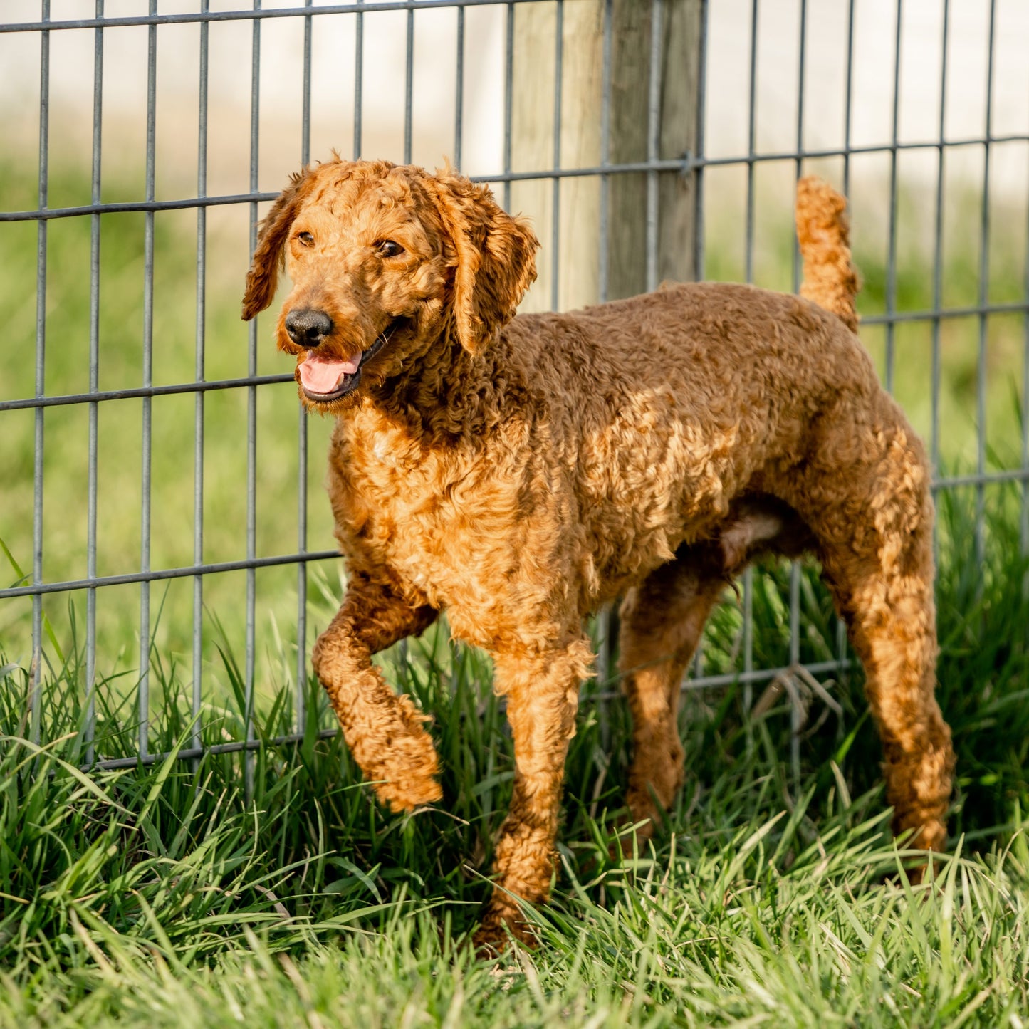 Poodle