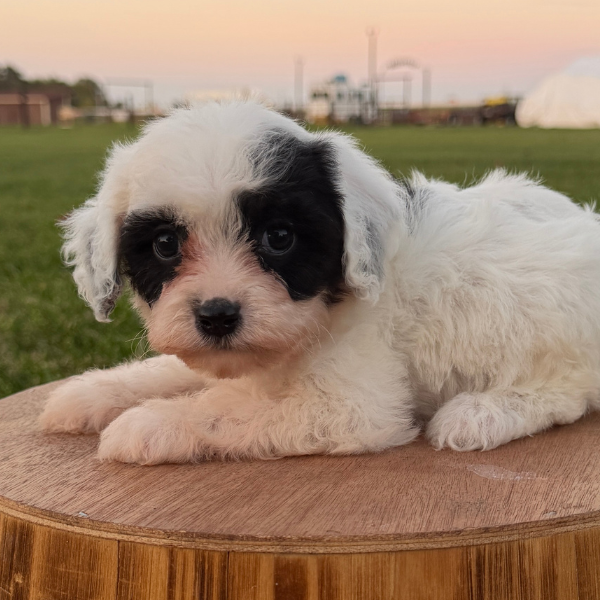 Cavapoo-Breeder