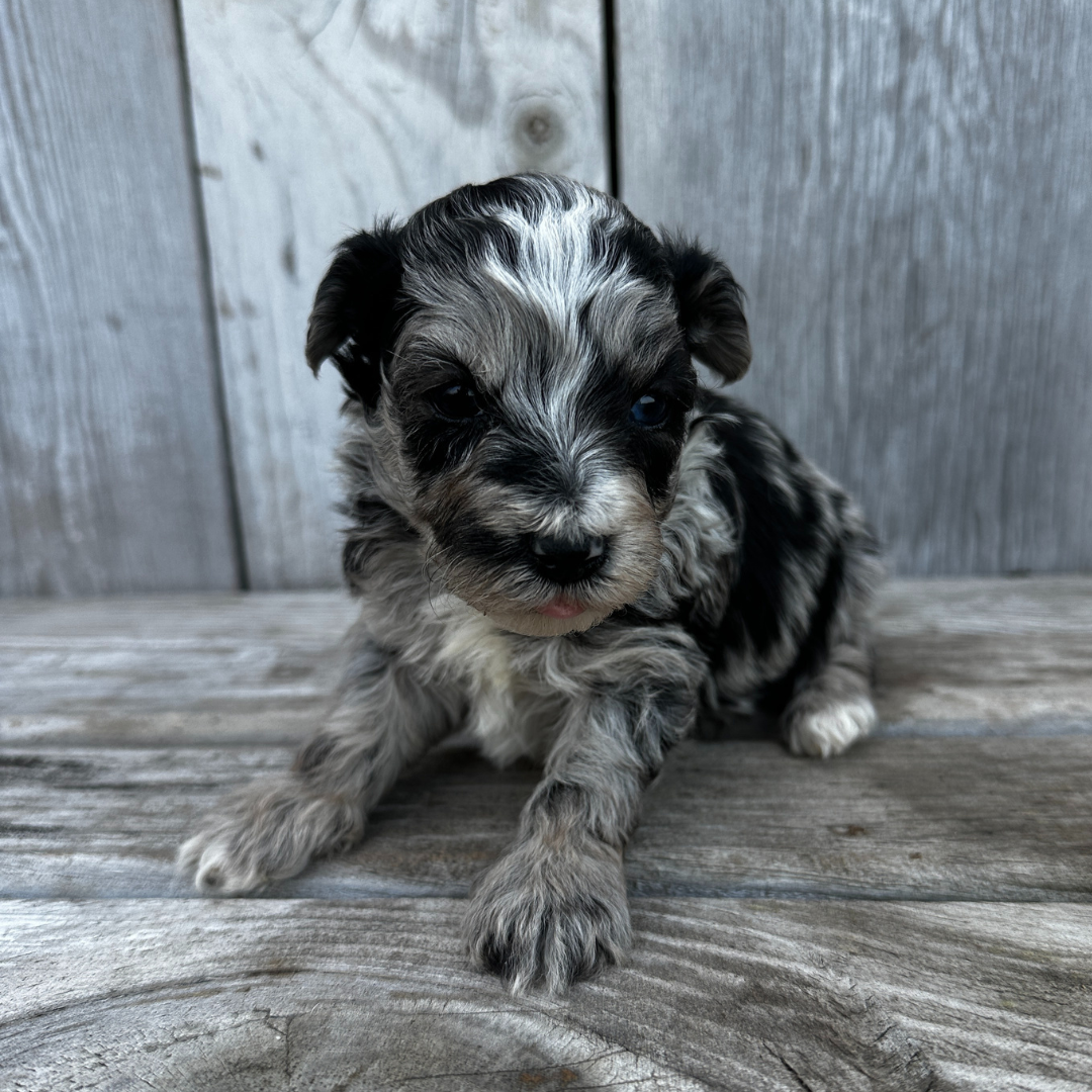 Merle-Cavapoo-Puppies