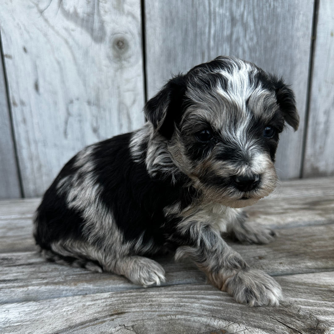 Merle-Cavapoo-Puppies