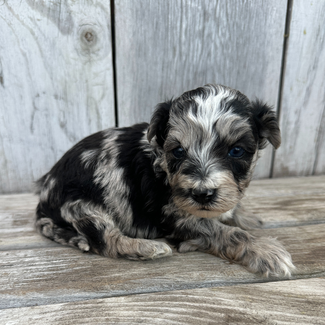 Merle-Cavapoo-Puppies