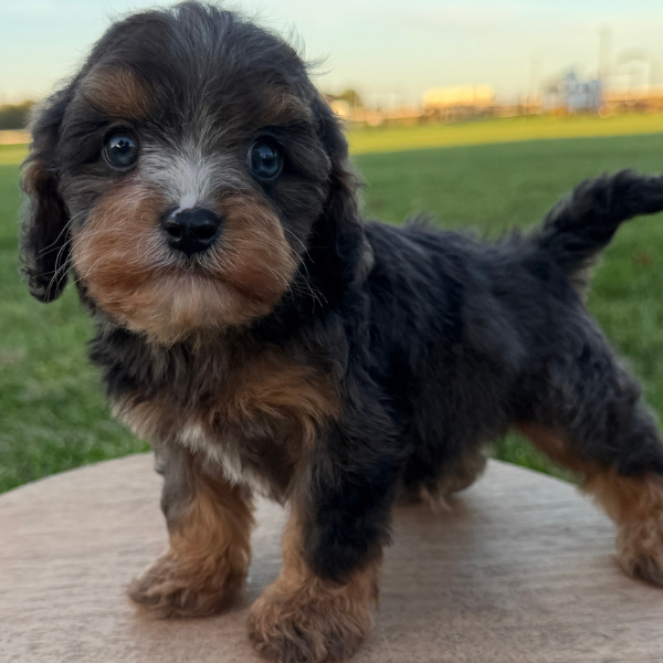 Chocolate Cavapoo Puppy