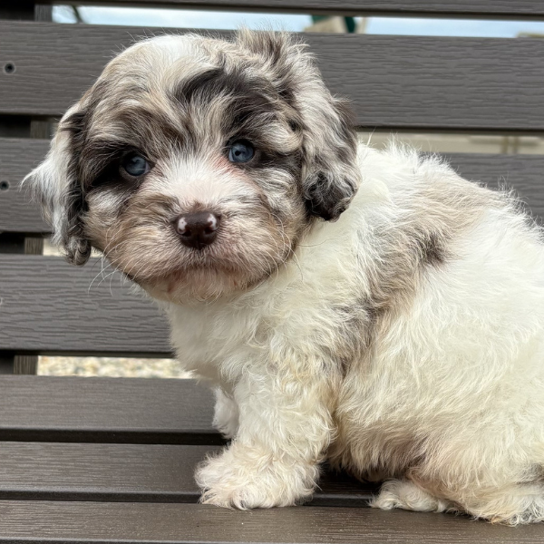 Cavapoo-Puppies-For-Sale