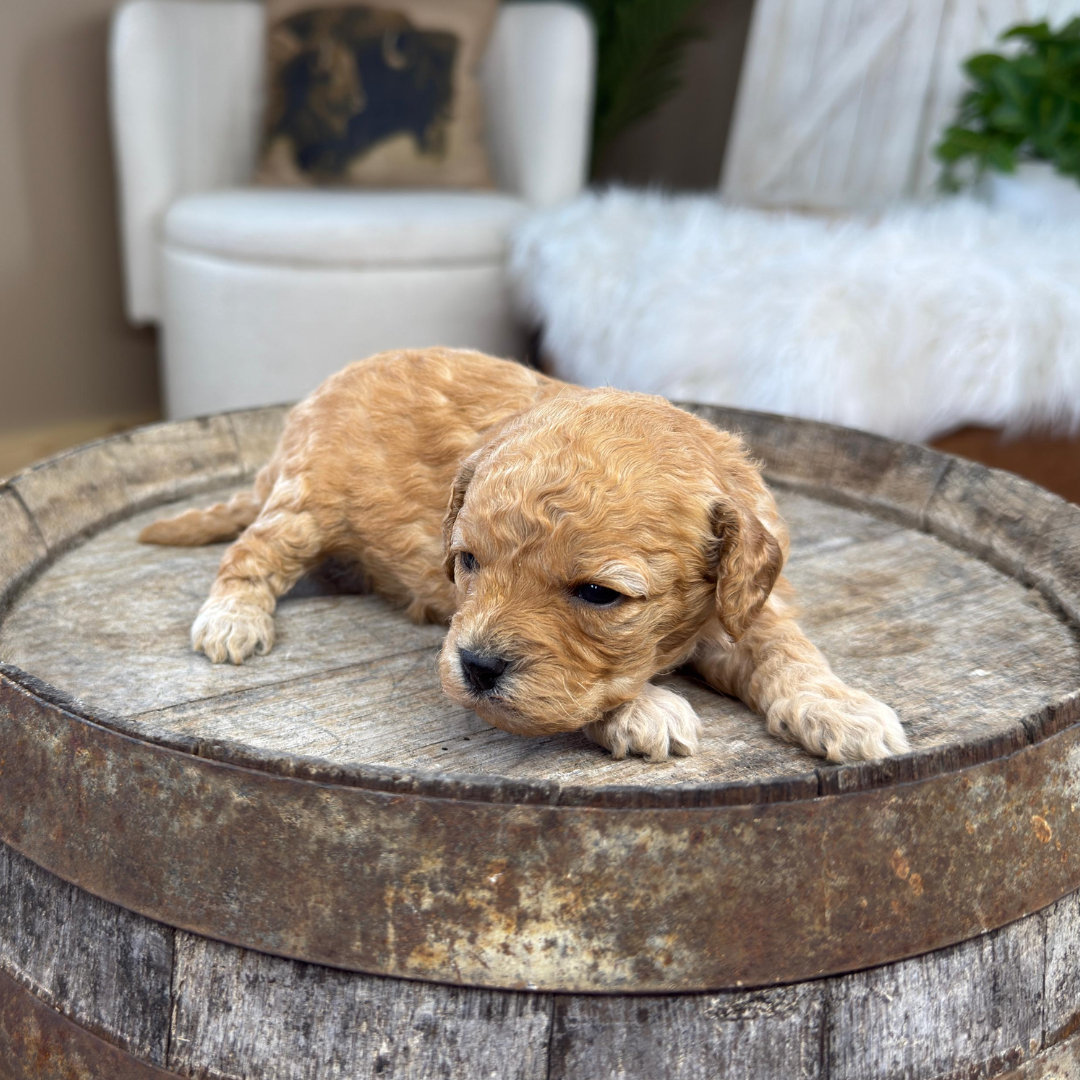 Cavapoo-Puppies
