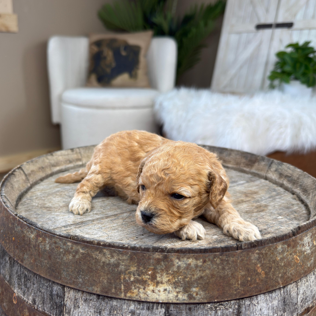 Cavapoo-Puppies