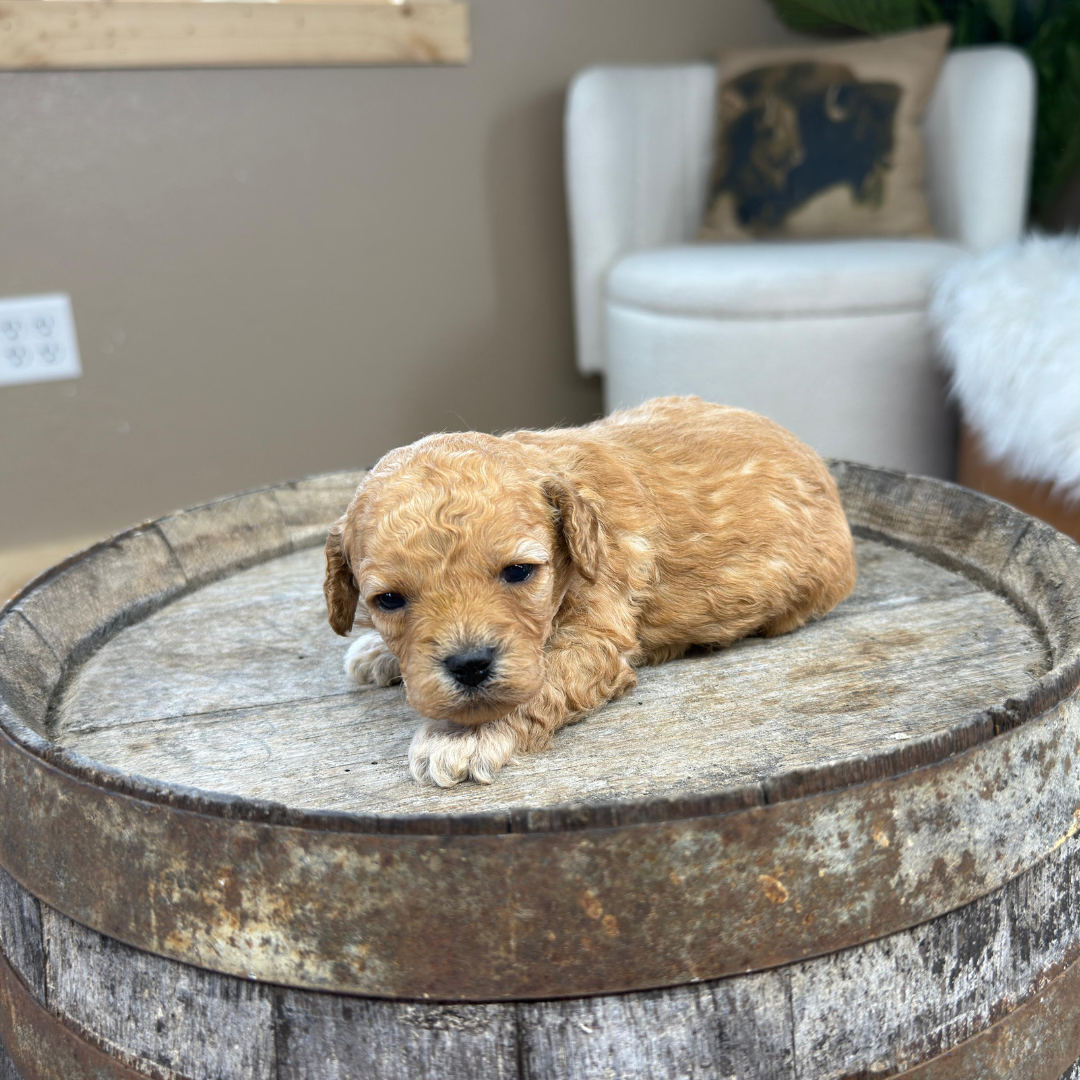 Cavapoo-Puppies