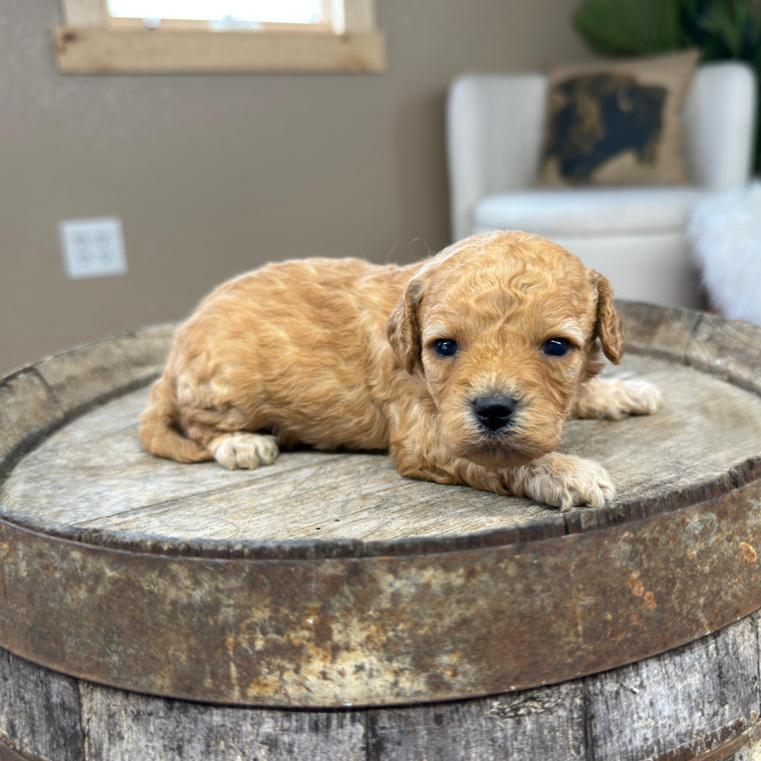 Cavapoo-Puppies