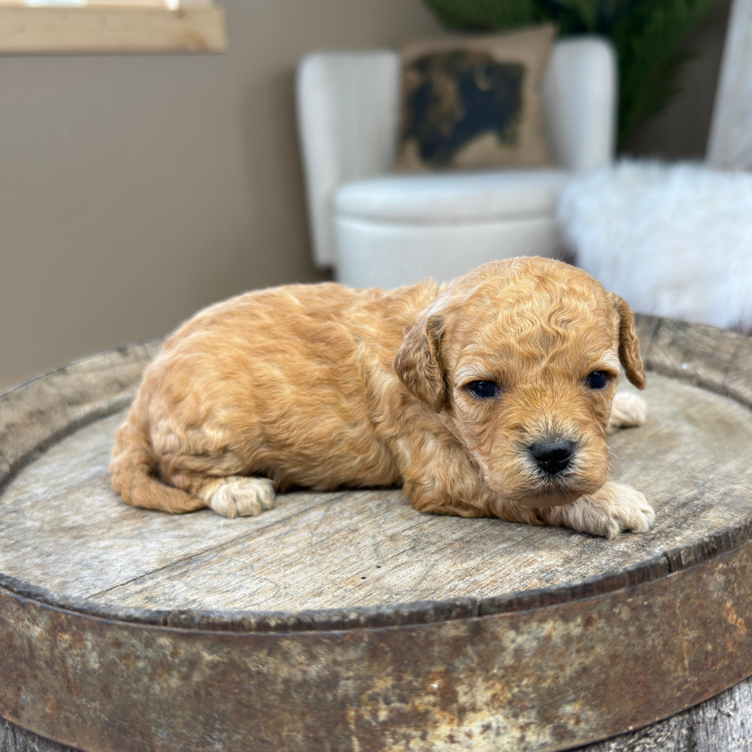Cavapoo-Puppies